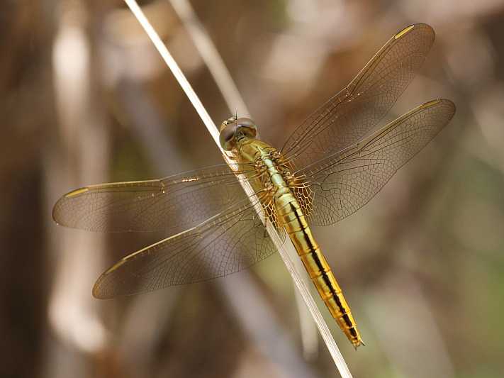 J01_2175 Crocothemis servilia female.JPG